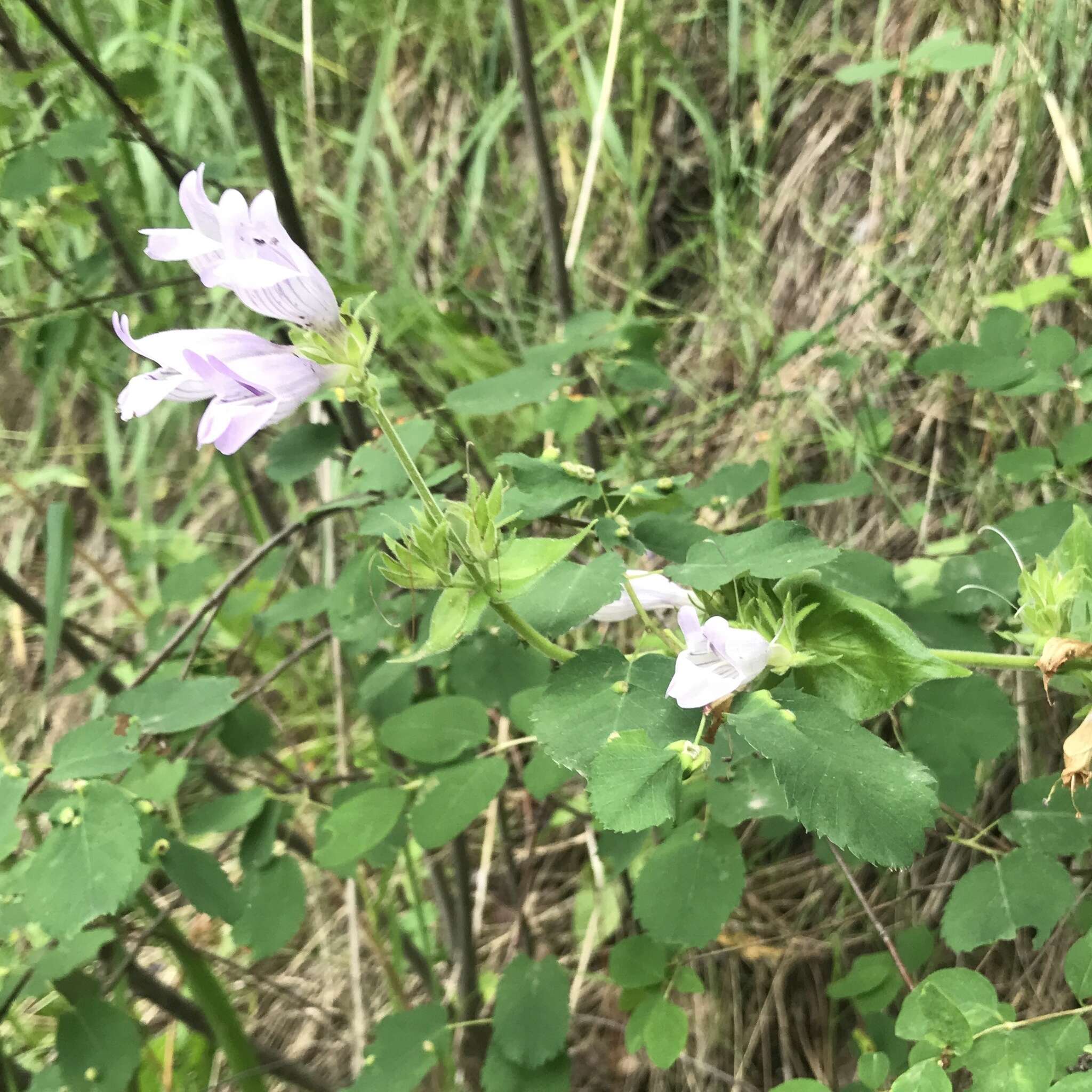 Image of stickystem penstemon