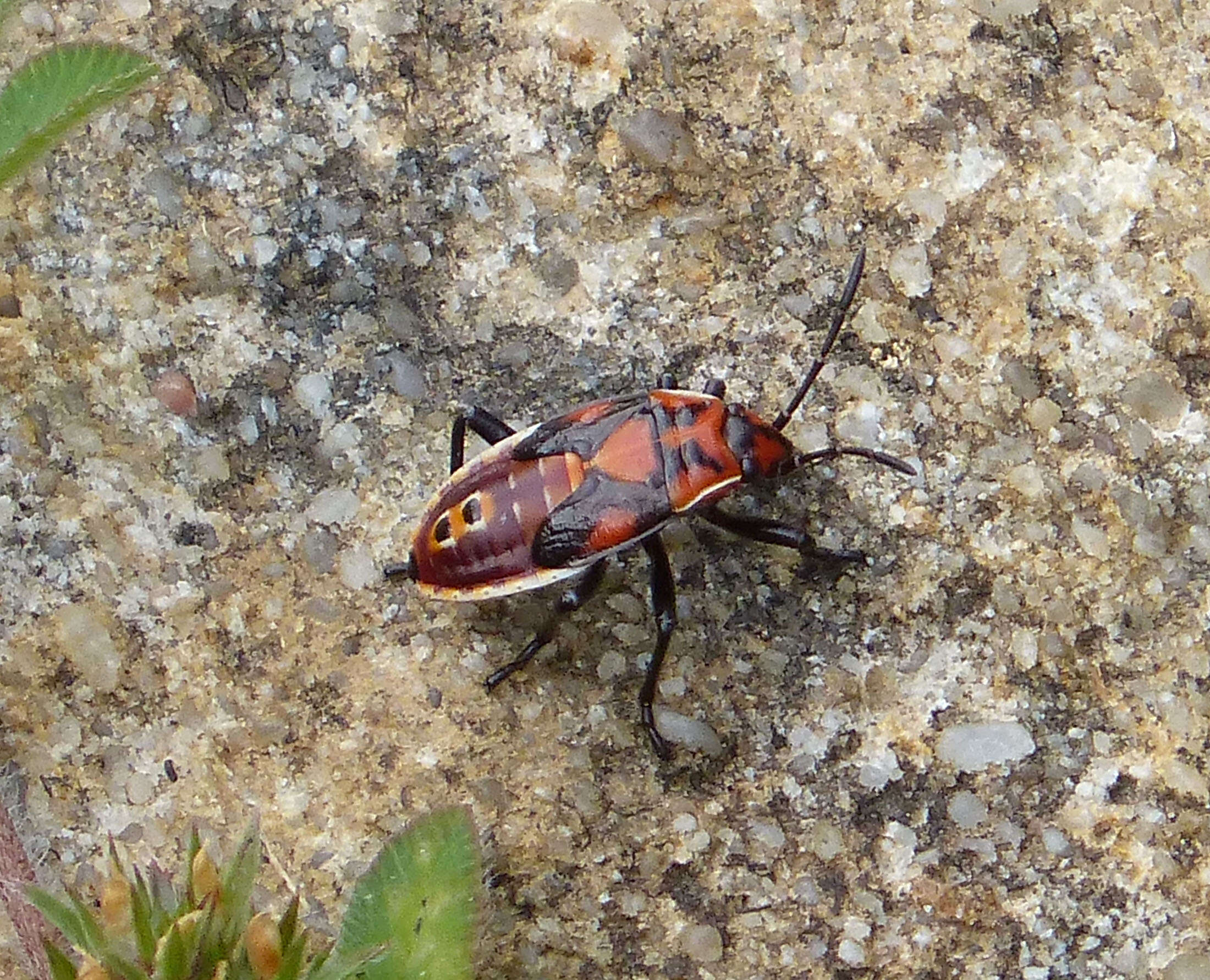 Image of Spilostethus pandurus Scopoli 1763