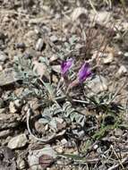 Image of Newberry's milkvetch