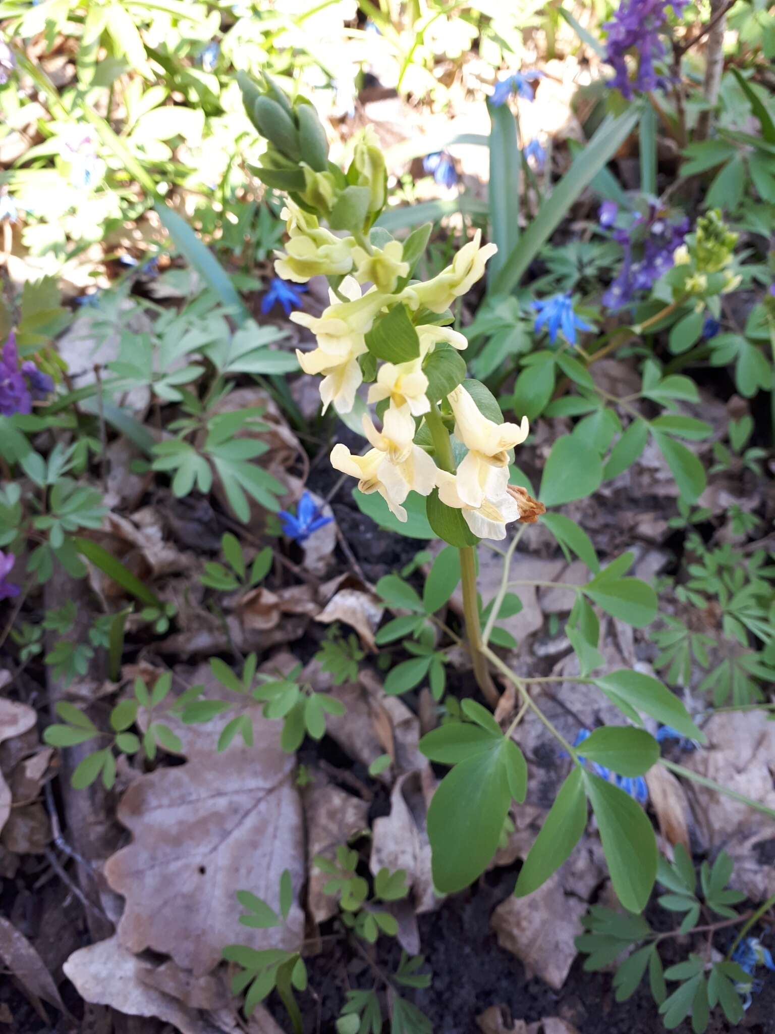 Image of Corydalis cava subsp. marschalliana (Willd.) Hayek