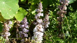 Image of bean broomrape