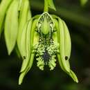 Plancia ëd Coelogyne pandurata Lindl.