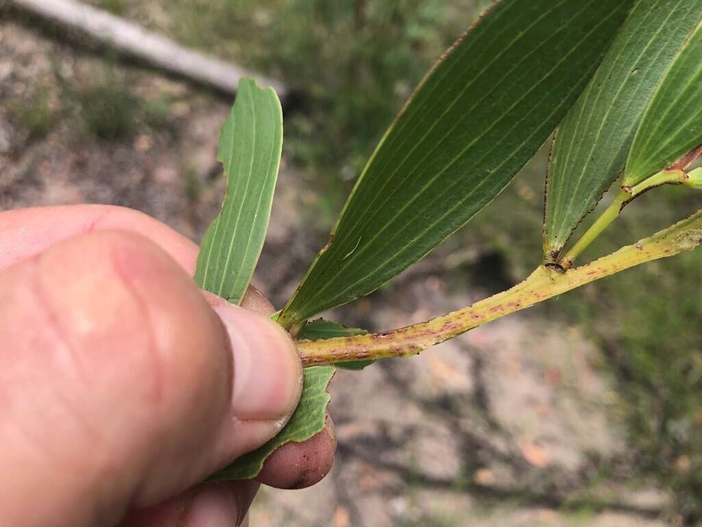 Image of Acacia complanata A. Cunn. ex Benth.