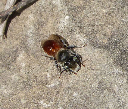 Image of Osmia andrenoides Spinola 1808