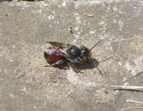 Image of Osmia andrenoides Spinola 1808