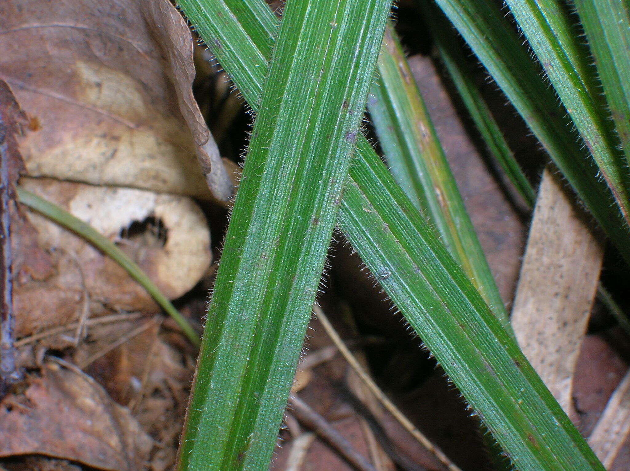 Image of Carex pilosa Scop.