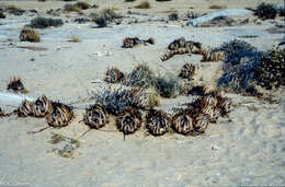 Image of Aloe asperifolia A. Berger