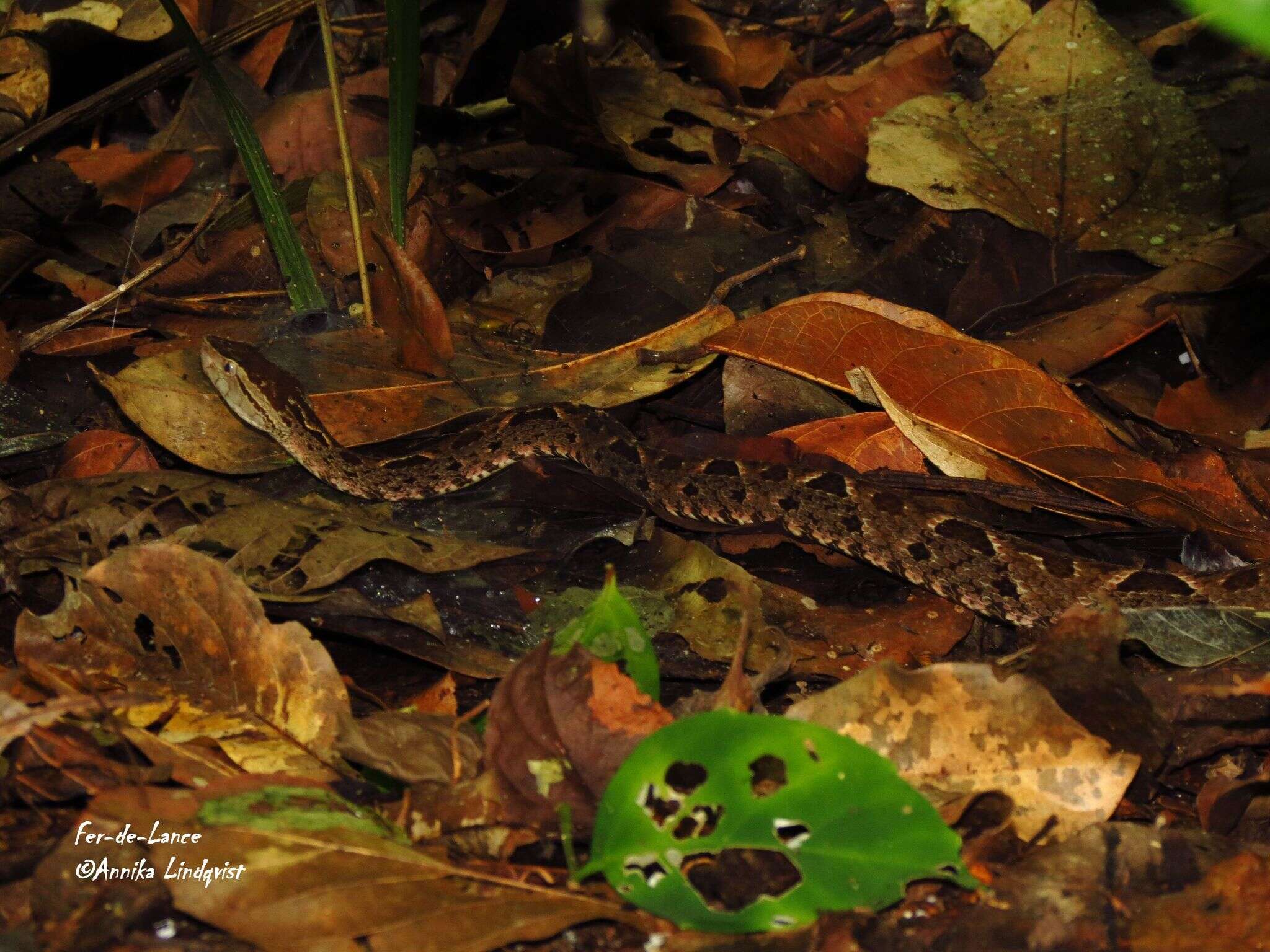 Plancia ëd Bothrops asper (Garman 1883)