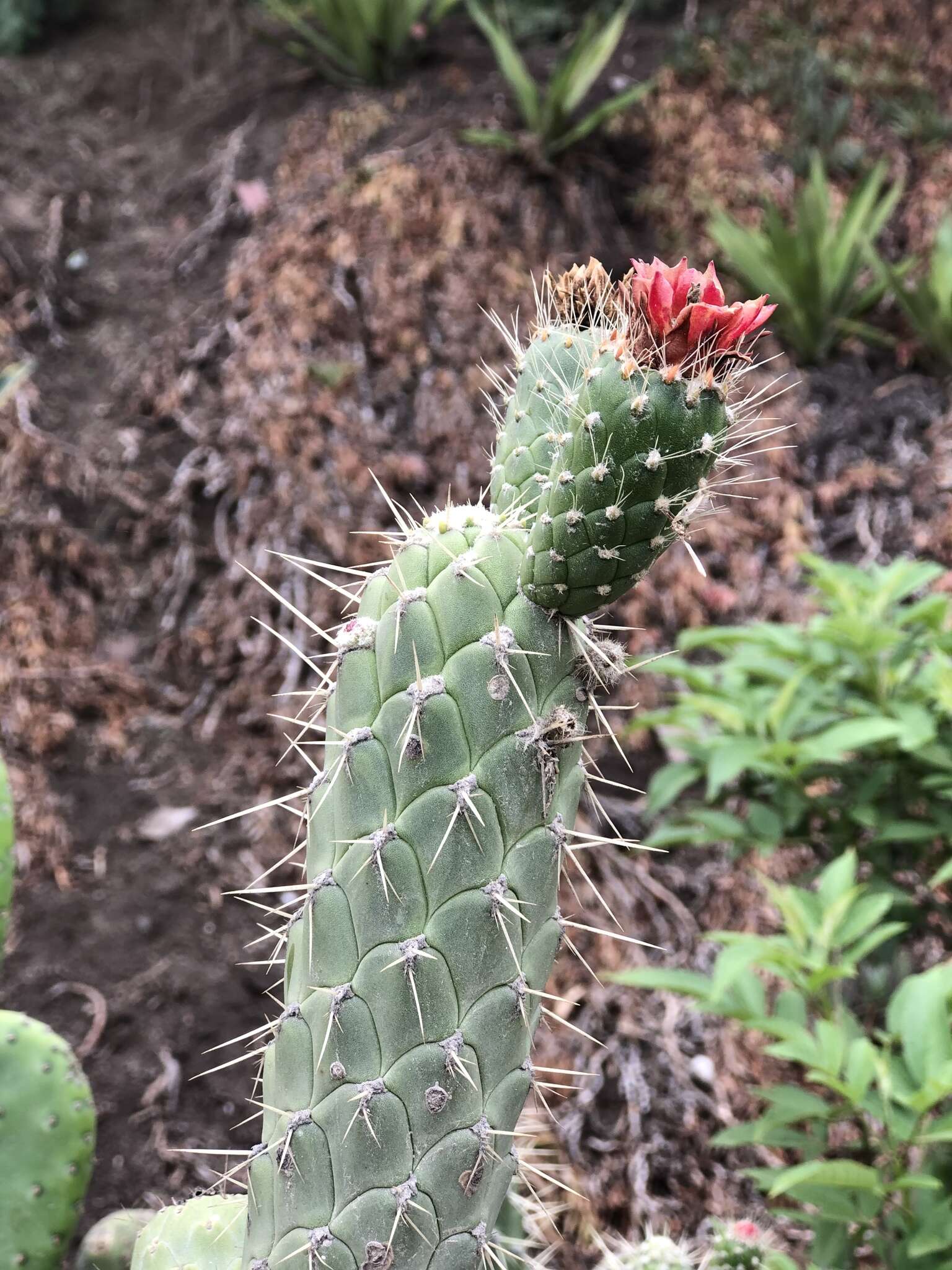 Image of cane cactus