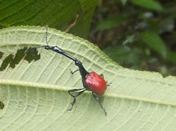 صورة Trachelophorus