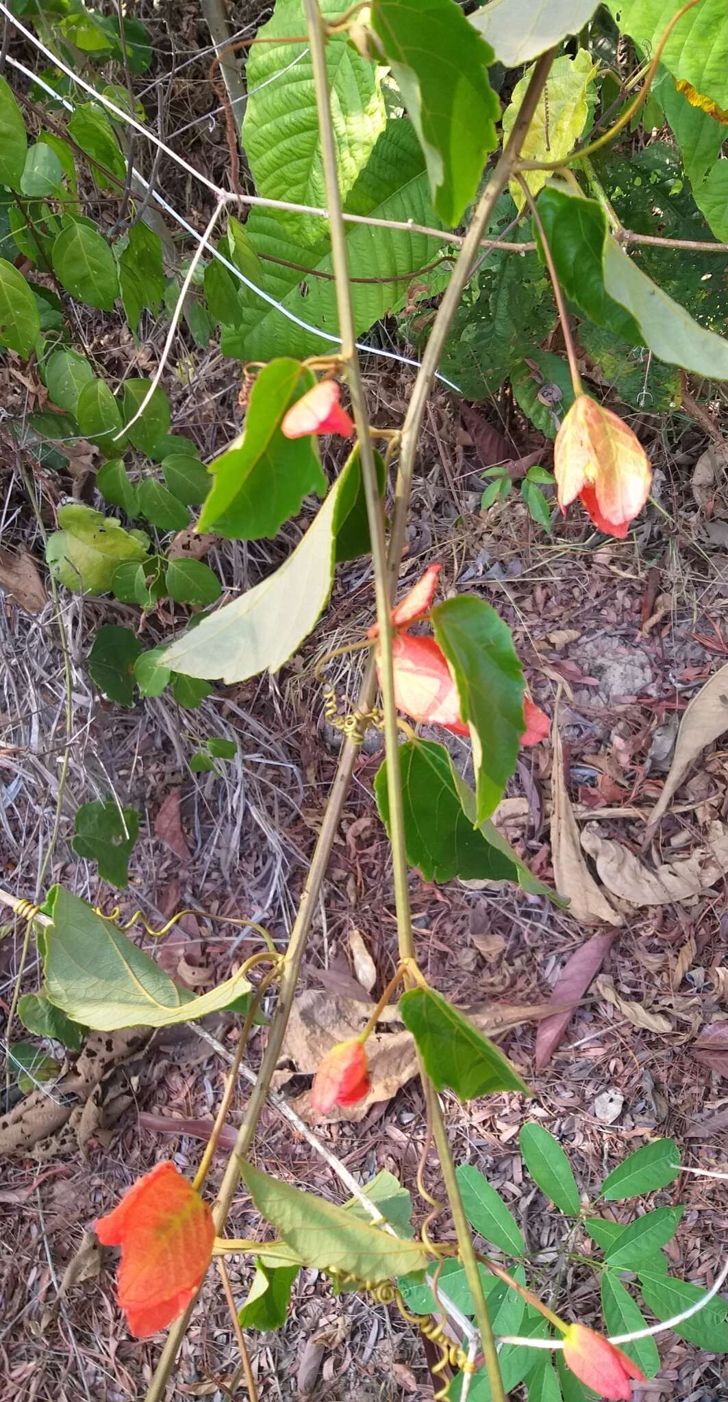 Image of Passiflora araujoi Sacco