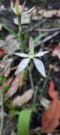 Image of Caladenia marginata Lindl.