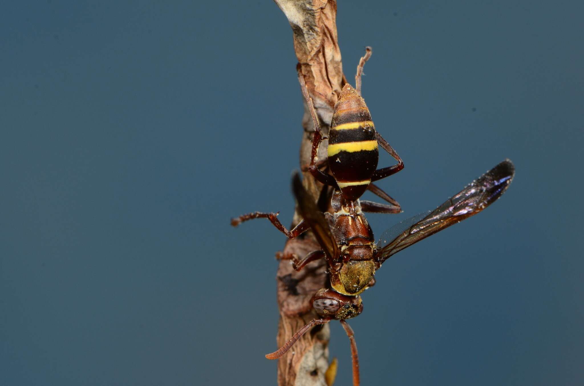 Image of Polistes badius Gerst. 1873