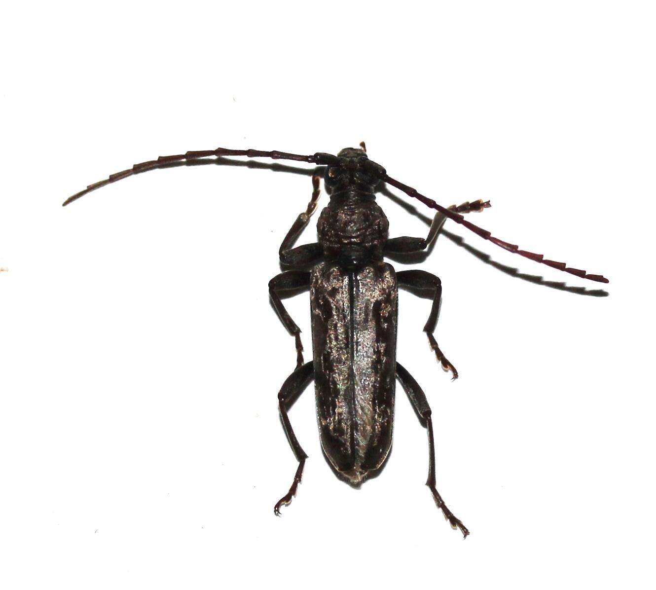 Image of Derolus arciferus (Gahan 1891)