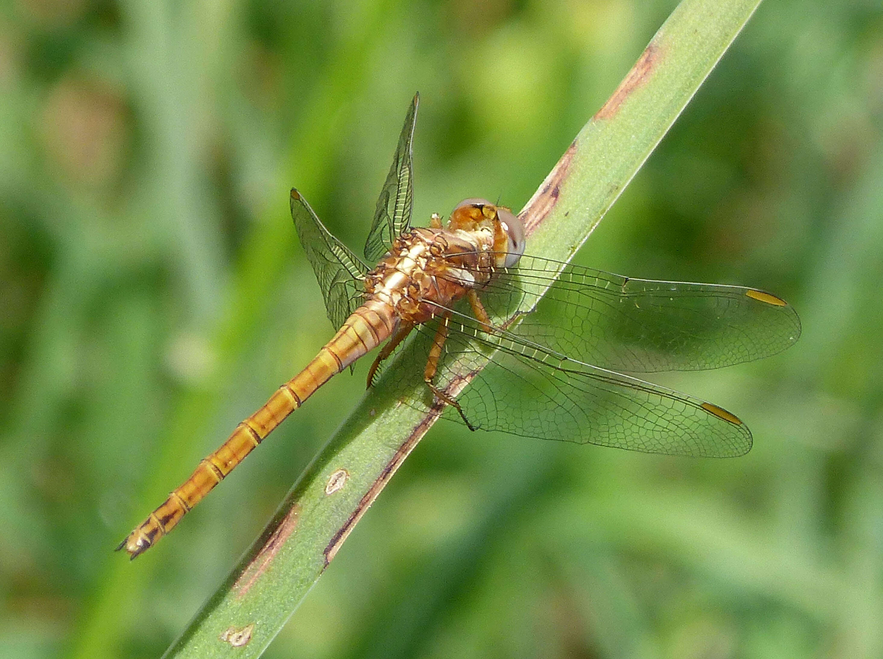 Image of Epaulet Skimmer