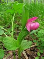 Image of Large-flowered Cypripedium