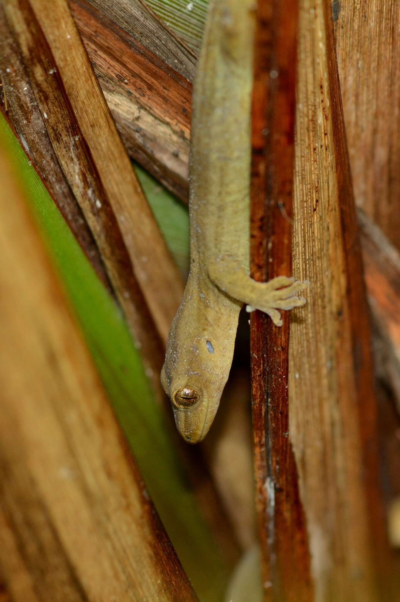 Image of Gold-striped Gecko