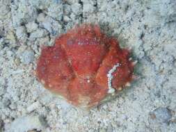 Image of coral clinging crab