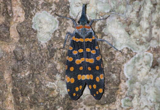 Image of Pyrops maculatus delessertii (Guérin-Méneville 1840)