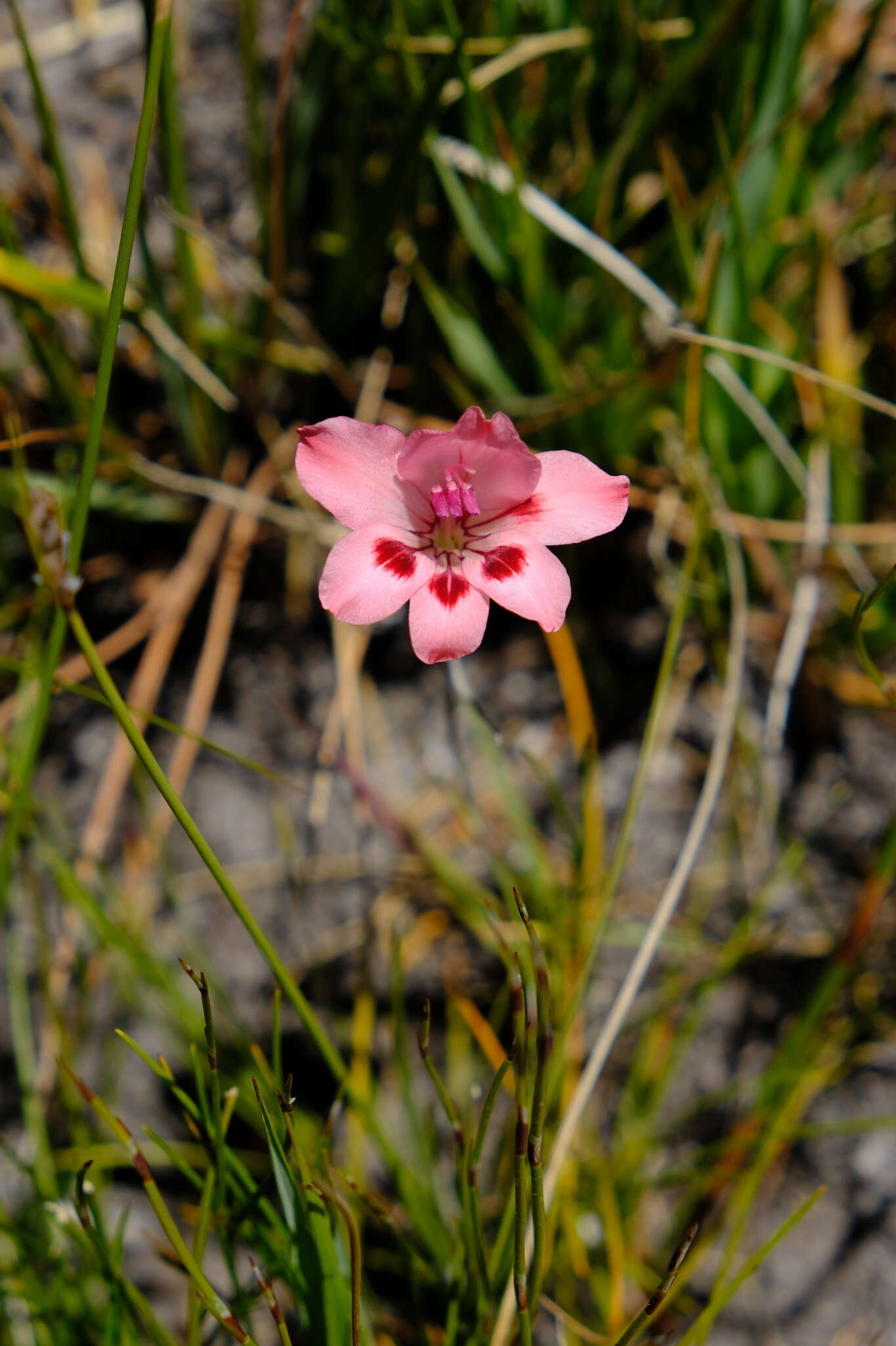 Image of Gladiolus oreocharis Schltr.