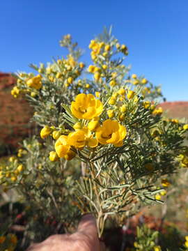 Image of Burnt-leaved Acacia