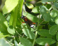 Plancia ëd Ichneumonidae