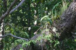 Image of Dendrobium smillieae F. Muell.