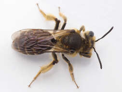 Image of Cresson's Andrena