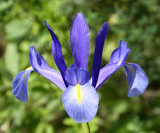 Image of Spanish iris