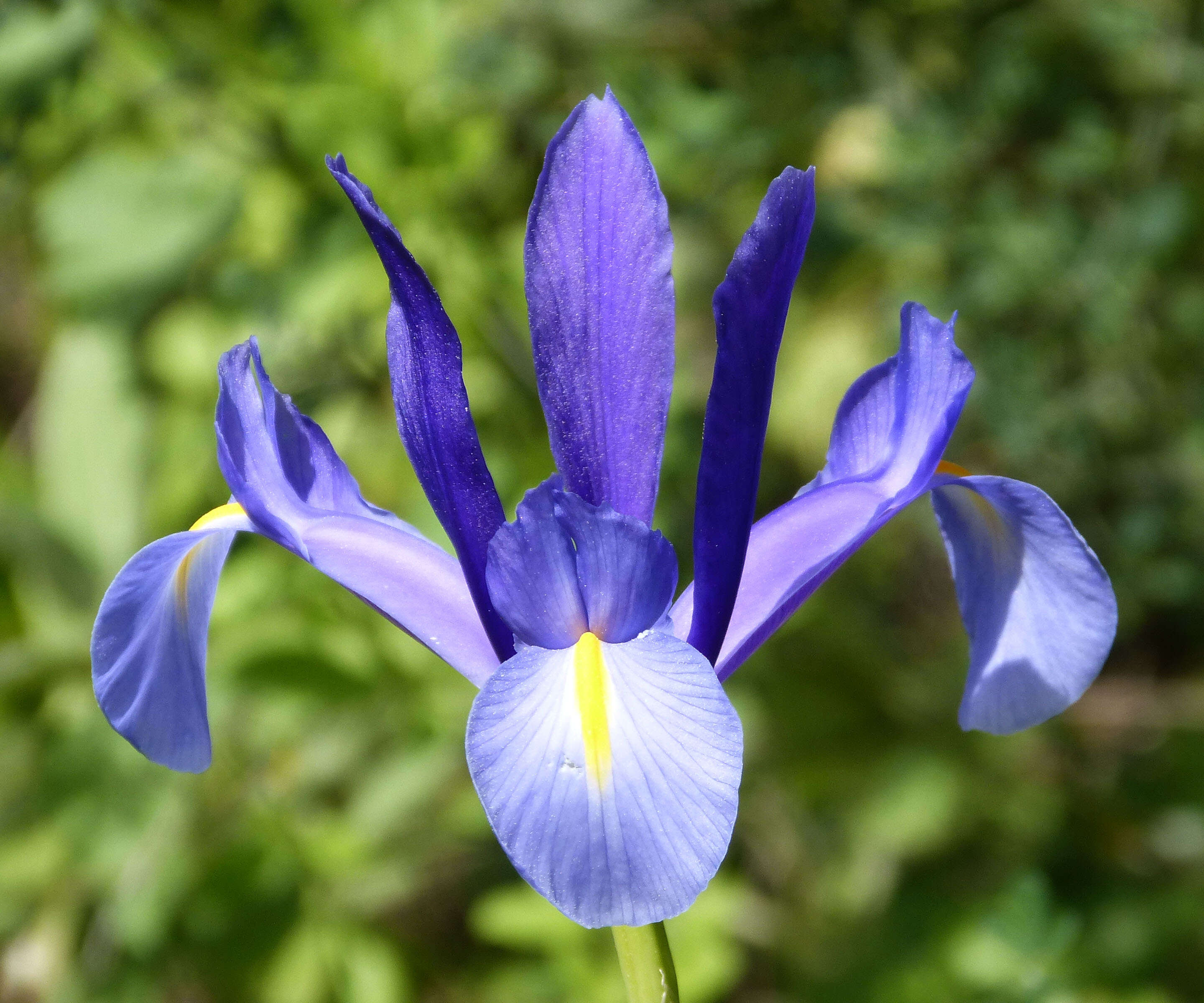 Image of Spanish iris