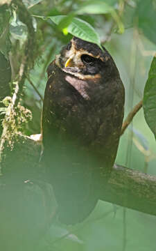 Image of Band-bellied Owl