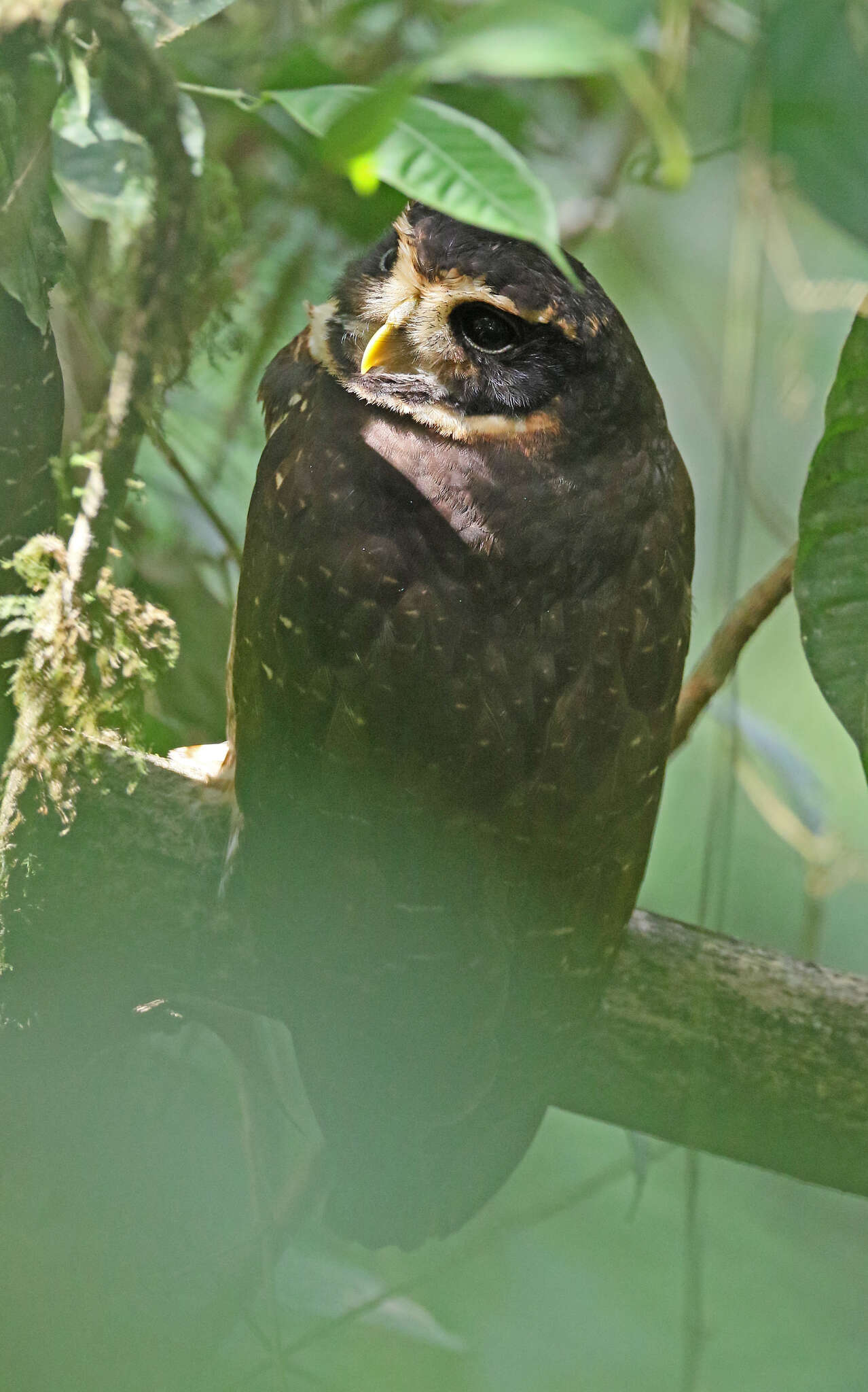 Image of Band-bellied Owl