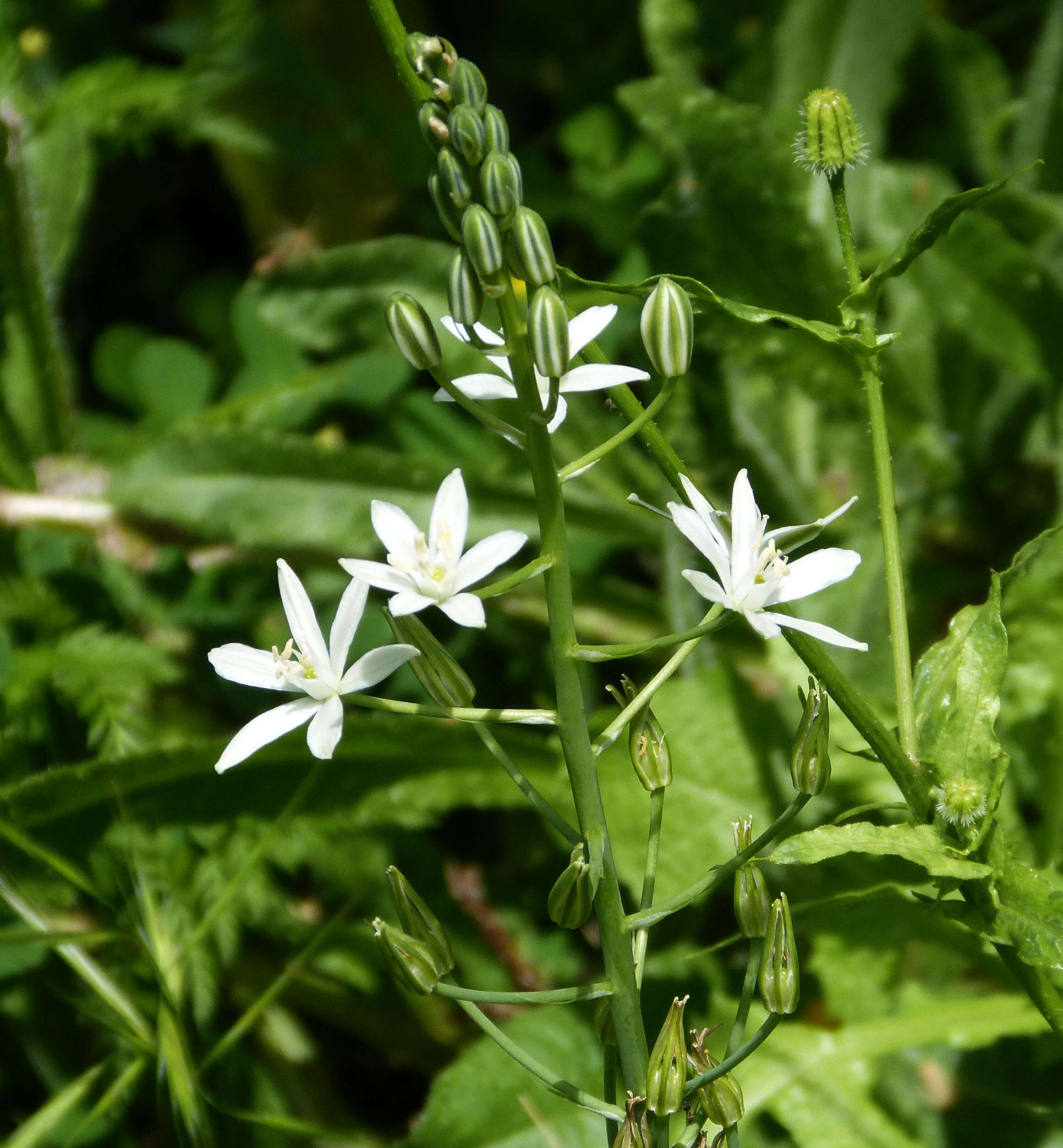 Image of Ornithogalum narbonense L.