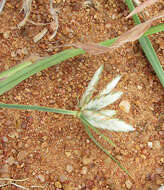 Image of Cyperus margaritaceus Vahl