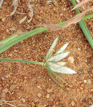 Imagem de Cyperus margaritaceus Vahl