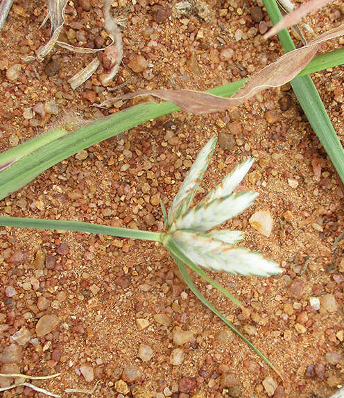 Cyperus margaritaceus Vahl的圖片