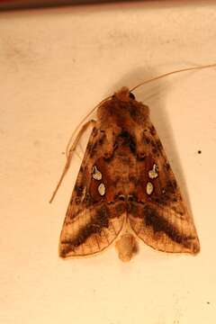 Image of Two-spotted Looper Moth, Twin Gold Spot