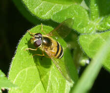 Image of Epistrophe grossulariae (Meigen 1822)