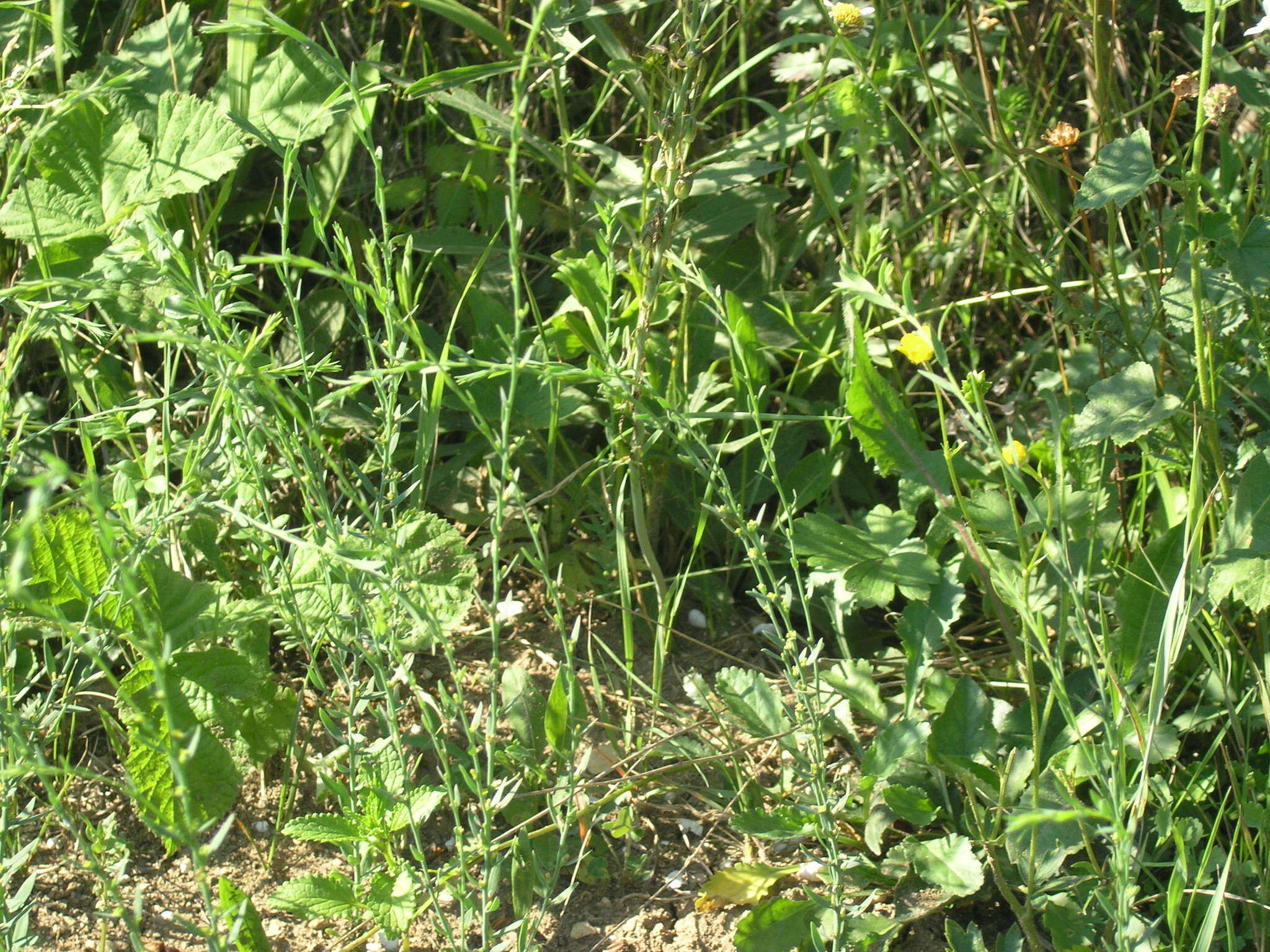 Sivun Thymelaea passerina (L.) Coss. & Germ. kuva