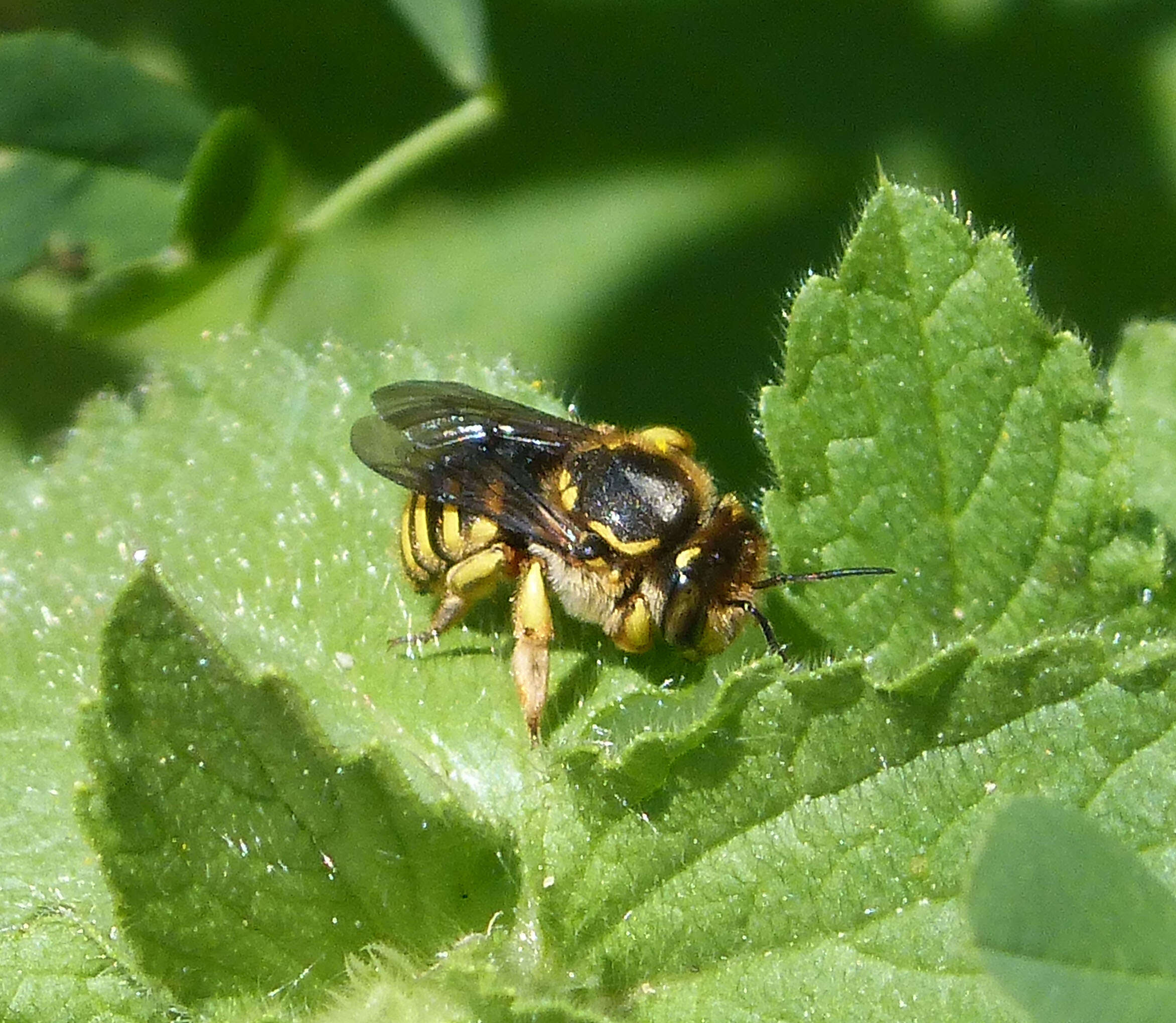 Image of Anthidium Fabricius 1804