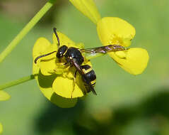 Image of Ancistrocerus nigricornis (Curtis 1826)