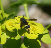 Image of Ancistrocerus nigricornis (Curtis 1826)