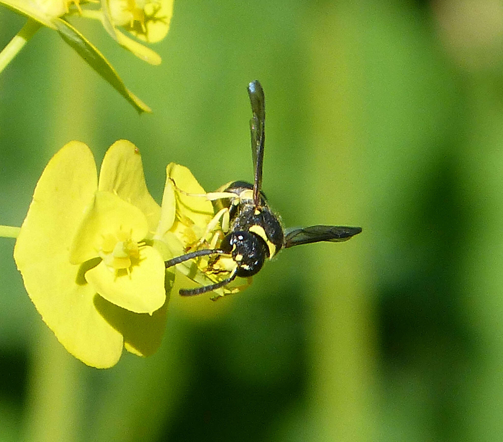 Image of Ancistrocerus nigricornis (Curtis 1826)