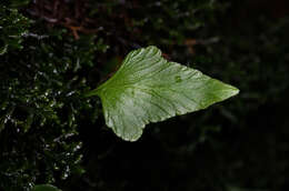 Image of Asplenium trilobum Cav.