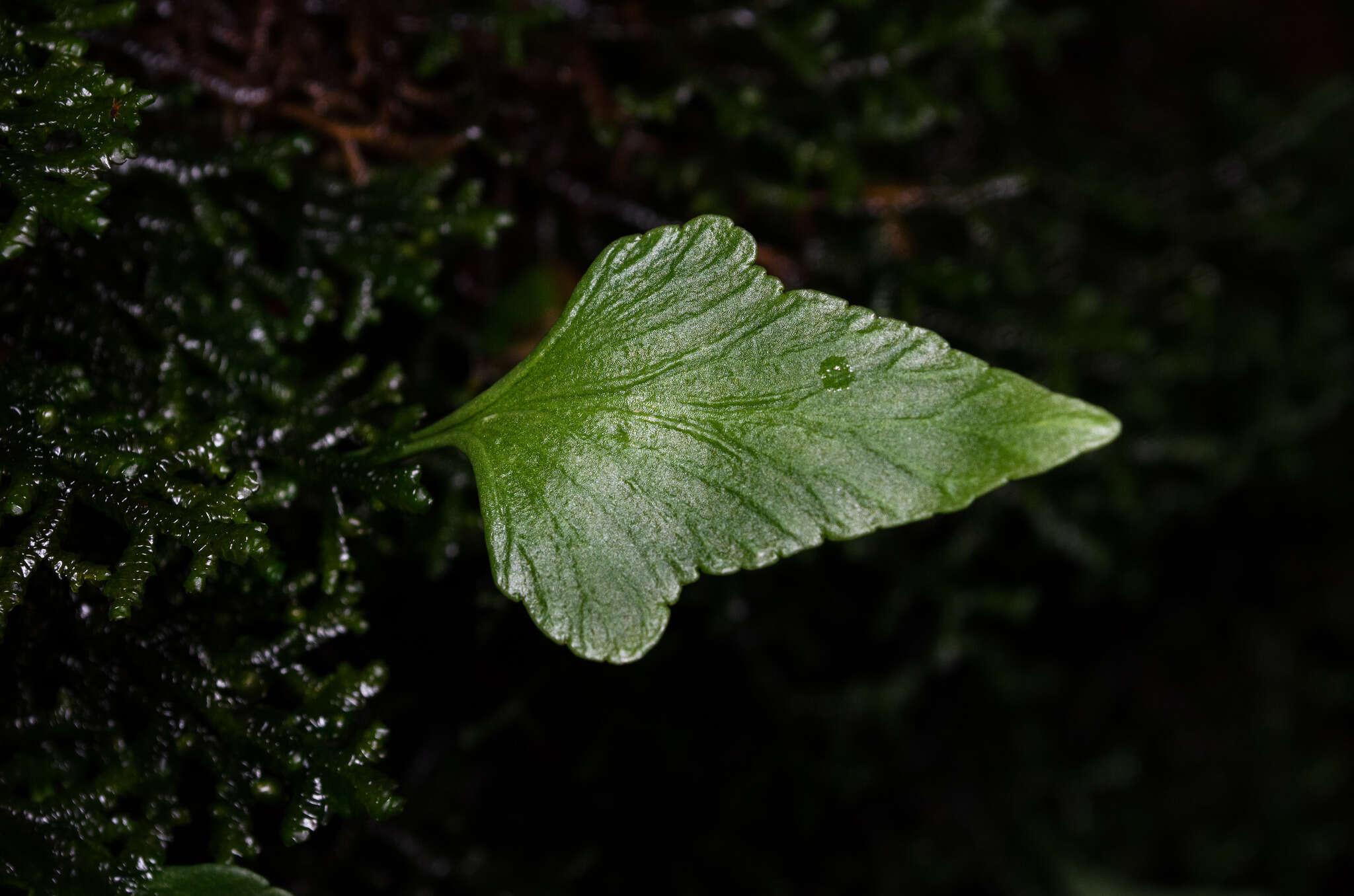 Image of Asplenium trilobum Cav.