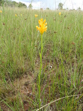 Sivun Platycoryne buchananiana (Kraenzl.) Rolfe kuva