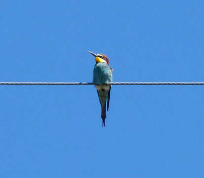 Image of bee-eater, european bee-eater