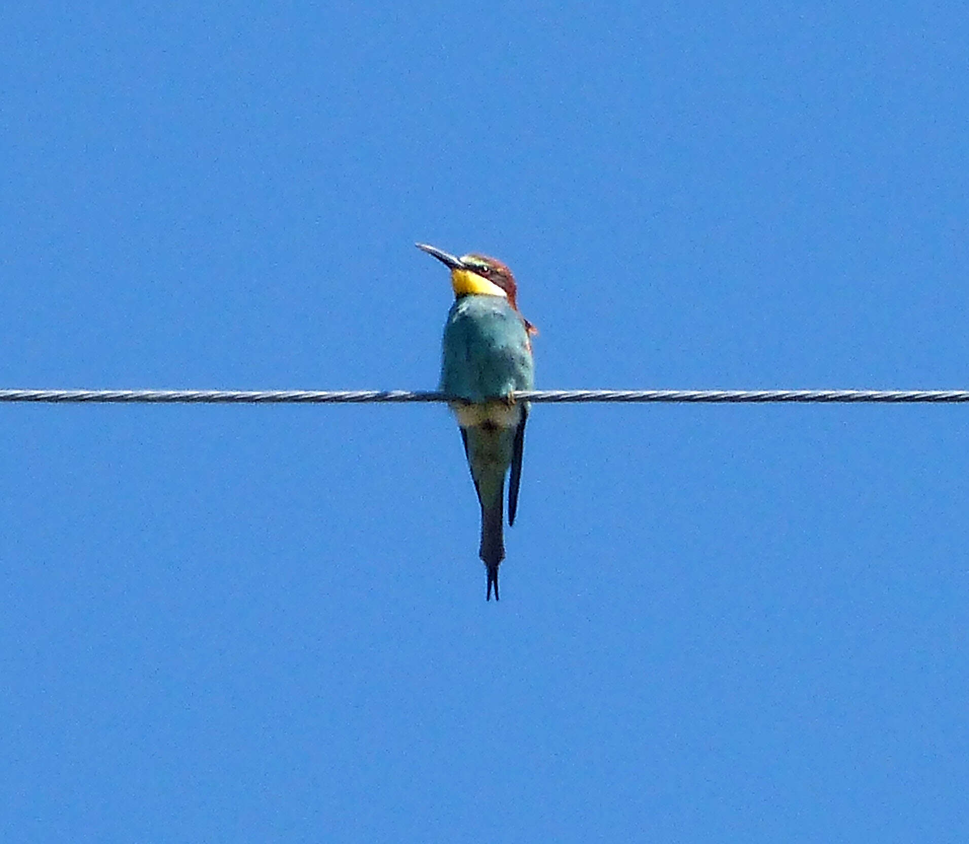 Image of bee-eater, european bee-eater