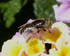 صورة Eristalinus aeneus (Scopoli 1763)