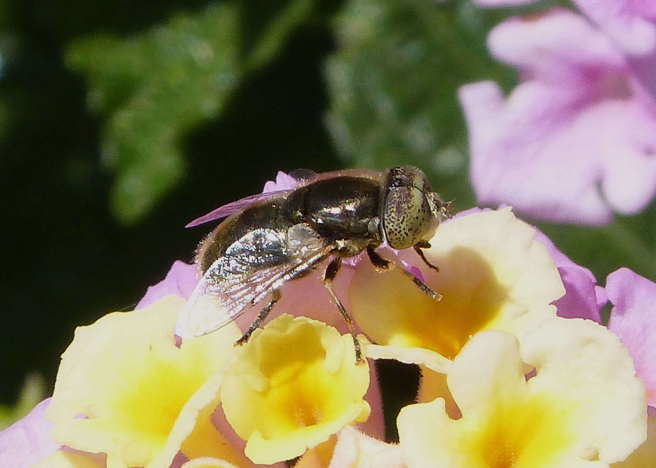 صورة Eristalinus aeneus (Scopoli 1763)